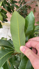 Cupaniopsis anacardioides