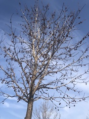 Liquidambar styraciflua