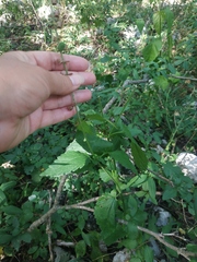 Scutellaria altissima