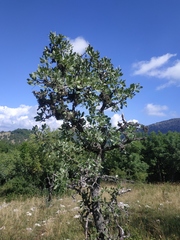 Pyrus elaeagrifolia