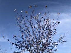 Berberis vulgaris