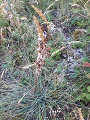 Asphodeline taurica