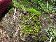 Pseudocrossidium hornschuchianum