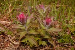Castilleja parviflora oreopola