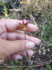 Dianthus capitatus