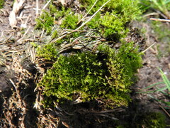 Pseudocrossidium hornschuchianum