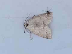 Acronicta innotata