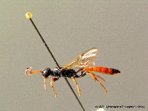 Alomya