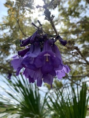 Jacaranda