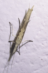 Ypsolopha mucronella