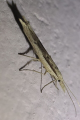 Ypsolopha mucronella