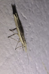 Ypsolopha mucronella