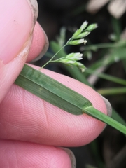 Poa trivialis