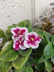 Streptocarpus ionanthus