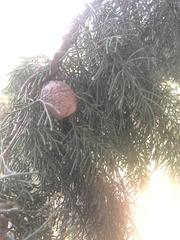 Cupressus