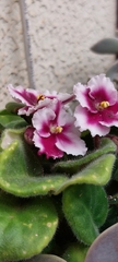 Streptocarpus ionanthus