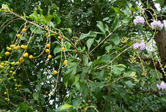 Duranta erecta