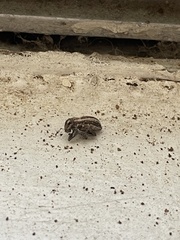 Naupactus leucoloma