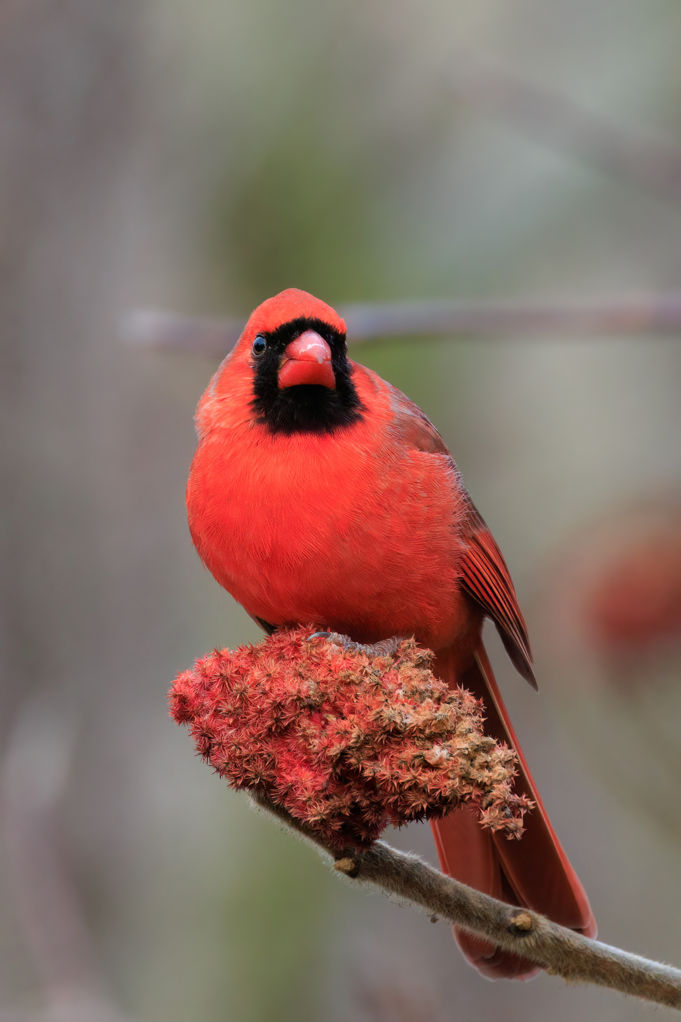 Cardinalis cardinalis (Linnaeus, 1758)