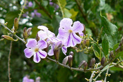 Duranta erecta
