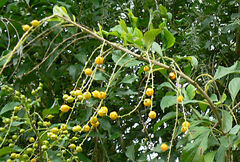 Duranta erecta