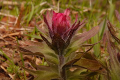 Castilleja parviflora oreopola