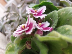 Streptocarpus ionanthus