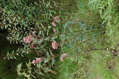 Asclepias pellucida