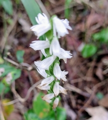 Spiranthes