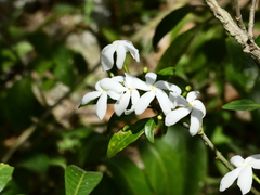 Tabernaemontana divaricata