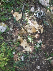 Smyrnium perfoliatum