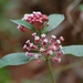 Asclepias pellucida - Photo (c) Neptalí Ramírez Marcial, some rights reserved (CC BY), uploaded by Neptalí Ramírez Marcial