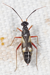 Globiceps flavomaculatus