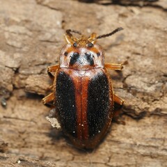 Epipocus cinctus
