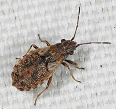 Nithecus jacobaeae