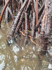 Nerodia clarkii compressicauda