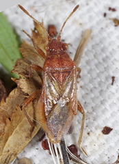 Rhopalus parumpunctatus