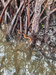 Nerodia clarkii compressicauda