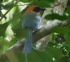 Baryphthengus martii