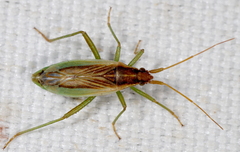 Stenodema holsata