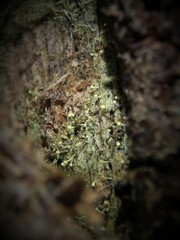 Chaenotheca brachypoda