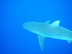 Carcharhinus galapagensis