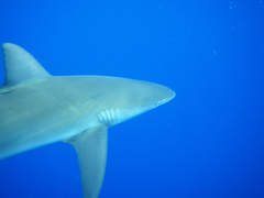 Carcharhinus galapagensis