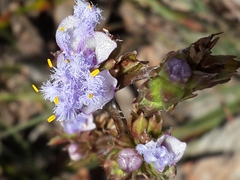 Cyanotis speciosa