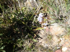 Cyanotis speciosa