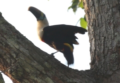 Ramphastos tucanus
