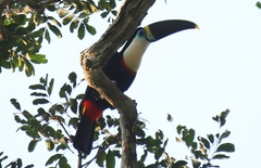 Ramphastos tucanus