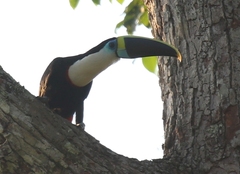 Ramphastos tucanus