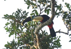 Ramphastos tucanus
