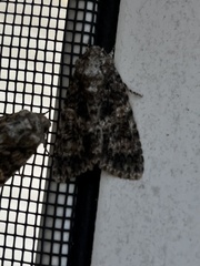 Acronicta afflicta